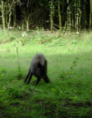Zag mij en ging er gelijk vandoor heb 1 foto kunnen maken. en toen was die al weg