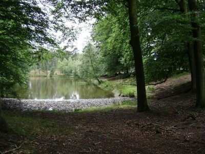 Dit is water is een driknplaats voor velen herten en zwijnen. Vooral in een periode van droogte.