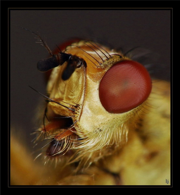 met div hulpmiddelen en nikon d 50 het beest er op gekregen.