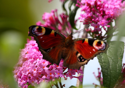 Nu de vlinderstruik eindelijk bloeit ook de eerste Dagpauwoog dit jaar op de bloemen. Een heel gaaf exemplaar.