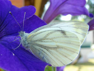 Op een mooie morgen in zeegse zat deze vlinder op de paarse bloem
