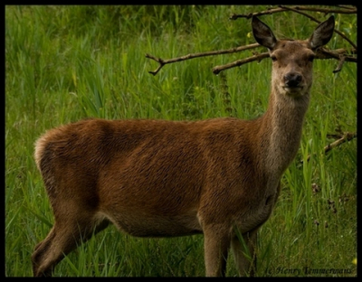 Deze foto gemaakt tussen de buien door tijdens mijn wandeling door de oostvaarderse plassen afgelopen zaterdag 10-07-'08.