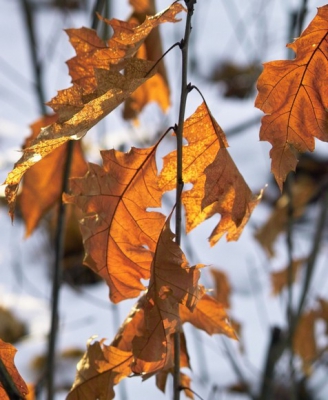 <i class='fa fa-user'></i> Henk van den Born | Herfst/winter bladeren  <i class='fa fa-eye'> 72</i>   <i class='fa fa-comment-o'> 2</i>
