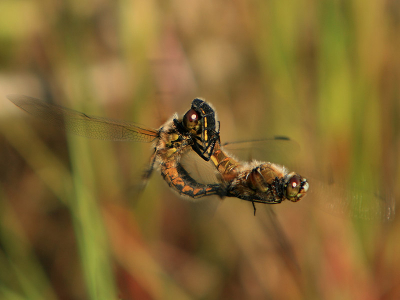 Deze foto is een echte gelukstreffer. Ik hoorde dit paringswiel en begon te fotograferen. Deze opname is er eentje uit die serie ...