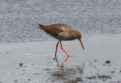 Natuurgebied de Putten te Camperduin aan de kust. Ik weet niet zeker of dit een rosse grutto is. Wie helpt mij uit de brand?