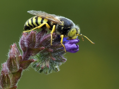 Zondag werd het ineens bewolkt, rond het middaguur. De paar harkwespen in mijn omgeving waren tot dat moment zeer actief, maar vielen ineens stil, met het zakken van de temperatuur.
Sommige zag ik daarvoor flinke insecten vangen voor hun nageslacht (hoop ik ook nog eens vast te leggen), maar deze was druk bezig met nectar verzamelen. Totdat het ineens iets afkoelde.
Deze  harkwesp is op maximale grootte, zo'n 22 mm. 
De plant is gewone ossetong.