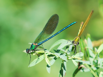 Zittend in de rivier was ik getuige (dacht ik) van een paringsritueel. Voordat ik meer spectaculaire foto's kon maken riep mijn vrouw mij naar de caravan (om te eten overigens)