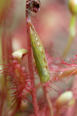 Een apart verhaal van een behoorlijk vreemd beestje. Deze kleine micro-vlinder uit de familie Pterophoridae is een zeldzame soort in Nederland. De vlinders zijn bruinig met kleine witte bandjes over de vleugels, de vleugels vertakken zich in nog weer kleinere sprietjes. Ze leven op vochtige heideterreinen waar veel zonnedauw (Drosera rotundifolia) groeit, een vleesetende plant. Twee uur lang heb ik met iemand die gespecialiseerd is in deze vedermotten-familie gezocht naar de rupsen. Een speld in een hooiberg!...want ze zijn ook nog eens prachtig gecamoufleerd. Uiteindelijk vond hij een rups en vinden dan onmogelijk is. Half in de modder geprobeerd de pop 'er op' te krijgen, in de situatie zoals je ze daar aantreft: op een uitgebloeide tak van het plantje. Over een kleine maand kunt u misschien ook deze vlindertjes aantreffen, als u ergens zonnedauw weet te vinden.