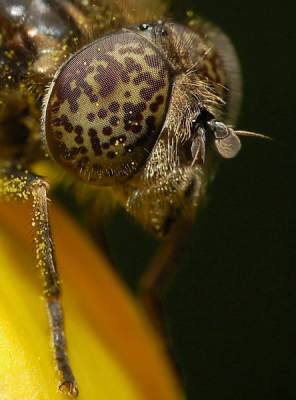 wederom een insect van lekker dichtbij. Weidevlekoog zweefvlieg dacht ik. mooi oog, genomen met de d50 en de bekende lenzen combinatie.

Oogdetails, daar ging het hier om. hgr LJ