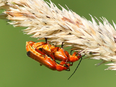 tijdens het vogelen kwam ik deze twee soldaatjes tegen .