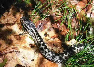 tijdens het wandelen stapte ik bijna op dit exemplaar. Gauw de camera erbij gepakt en dit plaatje gemaakt