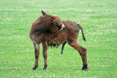 Duidelijk een mannelijk exemplaar ;-) Stond samen met paarden in een wei in de Ardennen