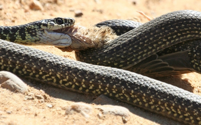 Terwijl mijn vader met de zware 500mm in de weer was heb ik het moment kunnen fotograferen, met zijn "oude foto apparatuur", dat de slang de Grauwe Gors naar binnen wilde slokken. Gruwelijk!!