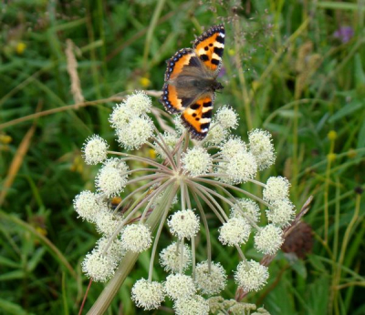 Finland in juli zit vol mooie bloemen en mooie vlinders. Deze kombinatie vond ik erg leuk