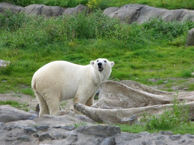 In Blijdorp is het nieuwe ijsberen verblijf geopend, deze ijsbeer is hier geboren, zij vertoond meer natuurlijk gedrag als toen ze nog in het andere verblijf zaten.