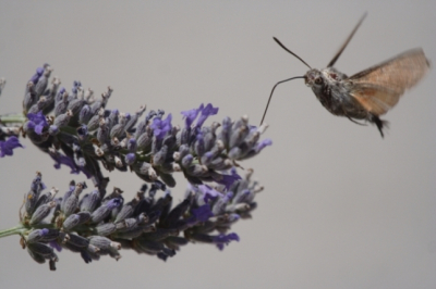 Rondom een paar lavendelplanten zaten een aantal kolibrievlinders 's ochtends de hele tijd heen en weer te vliegen. Uiteindelijk heb ik n stuk van een plant scherpgesteld met een 'lege' achtergrond en geduldig gewacht tot er eentje langs kwam. In een fractie nog even scherpstellen en dit als resultaat. Zelfs met deze sluitertijd zie je de vleugels nog bewegen.
