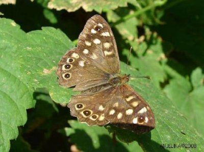 De foto is gemaakt met een sony cybershot DSC-H2. Macro aan. Geen bewerkingen