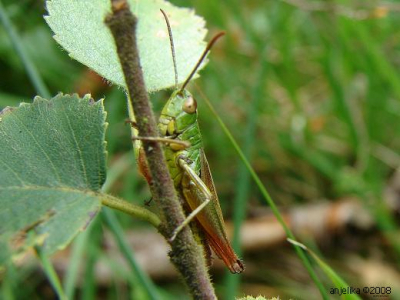 De foto is gemaakt met een sony cybershot DSC-H2. Macro aan. Mooi weer.