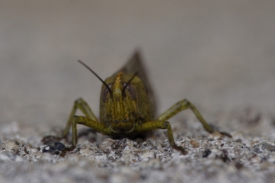 Ik plaats hier misschien nu wel veel foto's van dezelfde plek, maar de verscheidenheid aan soorten was dan ook erg groot. Daarnaast fotografeer ik al veel langer, maar heb nu besloten om ook te proberen foto's op een site te krijgen. Een nieuwe start als het ware :)
Deze treksprinkhaan zat mooi op een muurtje, zodat ik hem van bovenaf kon fotograferen. Heb ook nog foto's van een ander individu van deze soort, op een bankje, maar deze vond ik leuker.