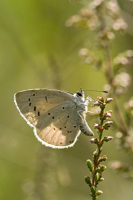 Deze foto is uit de hand gemaakt met een Canon 350D met een macrolens 100mm.