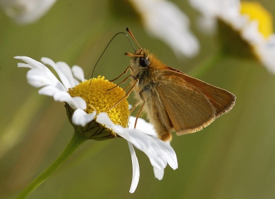 <i class='fa fa-user'></i> Johan van Gurp | Zwartsprietdikkopje  <i class='fa fa-eye'> 102</i>  <i class='fa fa-thumbs-up'> 1</i>   <i class='fa fa-comment-o'> 7</i>