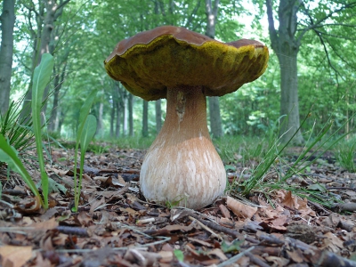 Deze flinke kastanje boleet kwam ik tegen op het landgoed de Horsten. Vanuit een lage stand steekt de stoel goed af tegen de achtergrond. Uit de hand genomen met steun op de grond vanwege de lichtomstandigheden.