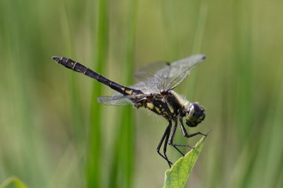 In een natuurgebiedje met daarin enkele restanten water bleken zich enkele zwarte heidelibellen te verschuilen. Een heel klein biotoop zou je zeggen, toch vlogen er wel een stuk of 10.