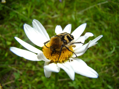 Bij de oever van Pielinen meer in Noord Karelia in Finland heb ik deze mooie kever gefotografeerd. Als beginnende amateurfotograaf vind ik het leuk om de grenzen van mijn compact camera (Sony DSC-H50) uit te proberen.