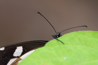 Deze vlinder gluurde precies over de bladrand heen. Gemaakt in vlinderkas zonder flits. Crop van ca. 2800 x2100 pxs