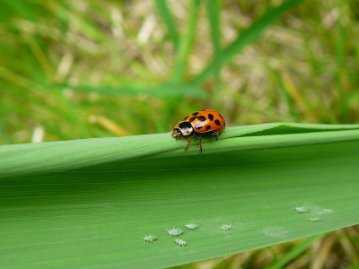 Dertienstippen kom ik in onze omgeving regelmatig tegen, en ik blijf ze maar fotograveren al zijn ze klein.