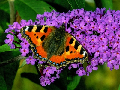 <i class='fa fa-user'></i> Wim de Louwere-Landauer92 | Kleine Vos  <i class='fa fa-eye'> 211</i>   <i class='fa fa-comment-o'> 5</i>