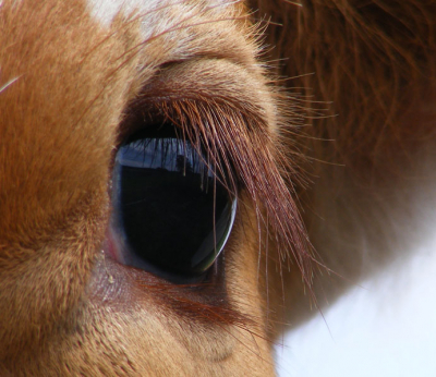 een van onze kalveren was nieuwsgierig toen heb ik een mooie foto van haar oog kunnen maken
