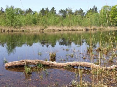 Deze boomstronk deed me denken aan een slang, dus daar moet toch een foto van gemaakt worden