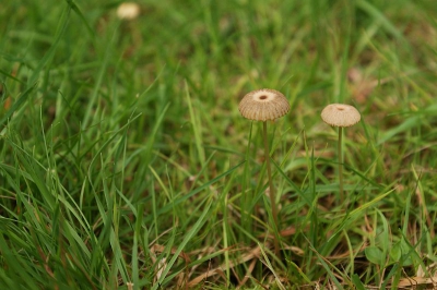 deze stond mooi in het gras verscholen ik had hem bijna omver gelopen maar zag hem nog net staan meteen even een plaatje geschoten