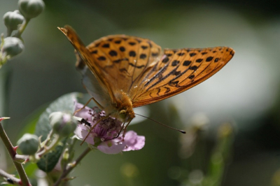 Een andere foto uit een serie die ik maakte van deze soort, dit keer niet recht van voren en met (als je goed kijkt) een kleiner insect tegen de linkervoorpoot (op de foto).