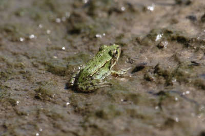 Dit kleine, jonge, groene kikkertje (<2 cm), was n van de vele die in dit gebied rondsprongen. Gelukkig voor de kever op de foto had de kikker geen interesse en kon hij zich uit de voeten maken.