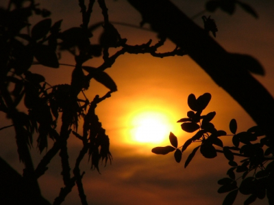 Na de hele dag te hebben genoten van de zon besloot ik hem toch even vast te leggen voordat hij onderging, een mooi herinnering van een nederlanse zomerse dag.