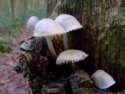 <i class='fa fa-user'></i> klomp | Bundelmycena  <i class='fa fa-eye'> 98</i>   <i class='fa fa-comment-o'> 1</i>