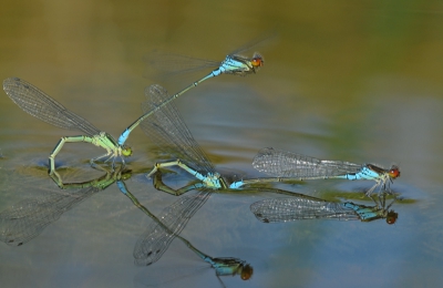 Hier een dubbel paartje, eveneens mogelijk gemaakt door de camera zo dicht mogelijk boven het water te durven houden terwijl je statief en onderbroek vollopen met water.