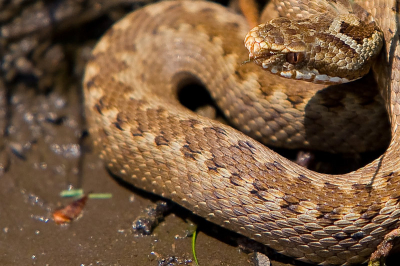 Deze adder lag heerlijk te zonnen aan de rand van een klein plasje waar ik eigenlijk huiszwaluwen die modder kwamen halen wilde fotograferen. Een andere vogelaar wees mij erop, had het beest zelf nog niet ontdekt. Toen eerst deze adder maar gefotografeerd.