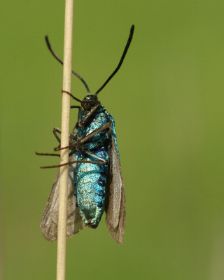 deze metaalvlinder zag ik toen ik op de grond lag om een heideblauwtje te fotograferen.
wist eerst niet wat het was. leuk zo'n nieuw soortje dacht ik.
heb even gekeken op de site maar van de onderkant isie nog niet te zien vandaar mijn bijdrage.
groeten thijmen