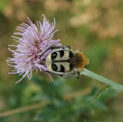Tijdens een wandeling op de veluwe kwam ik dit penseelkevertje tegen die druk aan het fourageren was.
