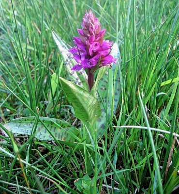 <i class='fa fa-user'></i> Teunis Haveman | Brede Orchis  <i class='fa fa-eye'> 224</i>   <i class='fa fa-comment-o'> 3</i>