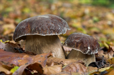 Hoi allemaal,

Bij deze nog een herfstplaatje. En wel van een van de bekendste paddenstoelen van Nederland: gewoon eekhoorntjesbrood. Ik trof deze 2 pracht exemplaren op dezelfde plaats aan als de panteramanieten. Het schijnen smakelijke paddenstoelen te zijn maar ik vond ze te mooi om te plukken ;)

Groeten Jelger