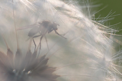 Achtergrondinformatie: Oorspronkelijk wilde ik paardenbloemen in tegenlicht fotograferen 's avonds, maar toen ik deze vlieg zag die gevangen zat in een volle, uitgebloeide paardenbloem ben ik daar blijven steken. Het diertje was erg beweeglijk en zat slechts een paar seconden stil af en toe. Scherpstellen was dus een crime...
Over de naam heb ik geen zekerheid, maar als je geen naam invult, belandt de foto in het determinatiealbum.

Reden voor plaatsing: vliegen zijn erg ondergewaardeerd op NP, terwijl ze wat mij betreft best fotogeniek zijn. Dit plaatje is een poging om iets orgineels met een vlieg te doen, dus ik ben benieuwd naar jullie meningen. Leuke bijkomstigheid is het feit dat ik met deze foto de 1e plaats heb behaald in de Grasduinen maandcompetitie.