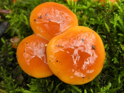 Deze fluweelpootjes mogen wel snotkoppen heten: een dikke laag slijm op de hoed als gevolg van bevriezing en ontdooiing geven het opeens een ander uiterlijk. In het slijm weerspiegelen de bomen.