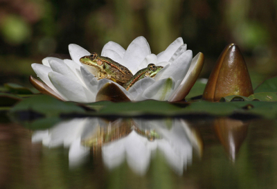 Met de 400mm kon ik vanop de waterkant in dit lage standpunt deze groene kikkers die zaten te zonnebaden in deze waterlelie fotograferen met hun reflectie op het wateroppervlak.