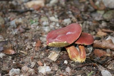 deze stonden op de gebruikelijke plek waar ik ze ieder jaar waarneem verstopt in de bosjes onder de eikenbomen. het was wel donker daar dus heb helaas moeten flitsen daar houd ik niet van bij paddestoelen.