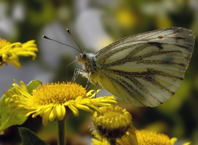 Hij zat zo mooi in het tegenlicht.

150mm Makro, f 13 1/320sec. ISO 400 zonder statief
wel op de PC wat bijgewerkt (achtergrond was beetje te onrustig).