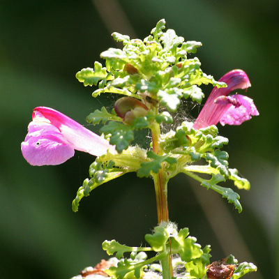 Deze plant stond in een moerasachtige ondergrond in het Reeuwijkse Hout. Ik weet niet om welke plant het gaat...

Let trouwens even niet op de technische kwaliteit van de foto. Die is niet bijster goed, maar ik ben gewoon benieuwd wat het is. Volgens mij niet echt 'n standaard soort want ik heb 'm nog nooit gezien...